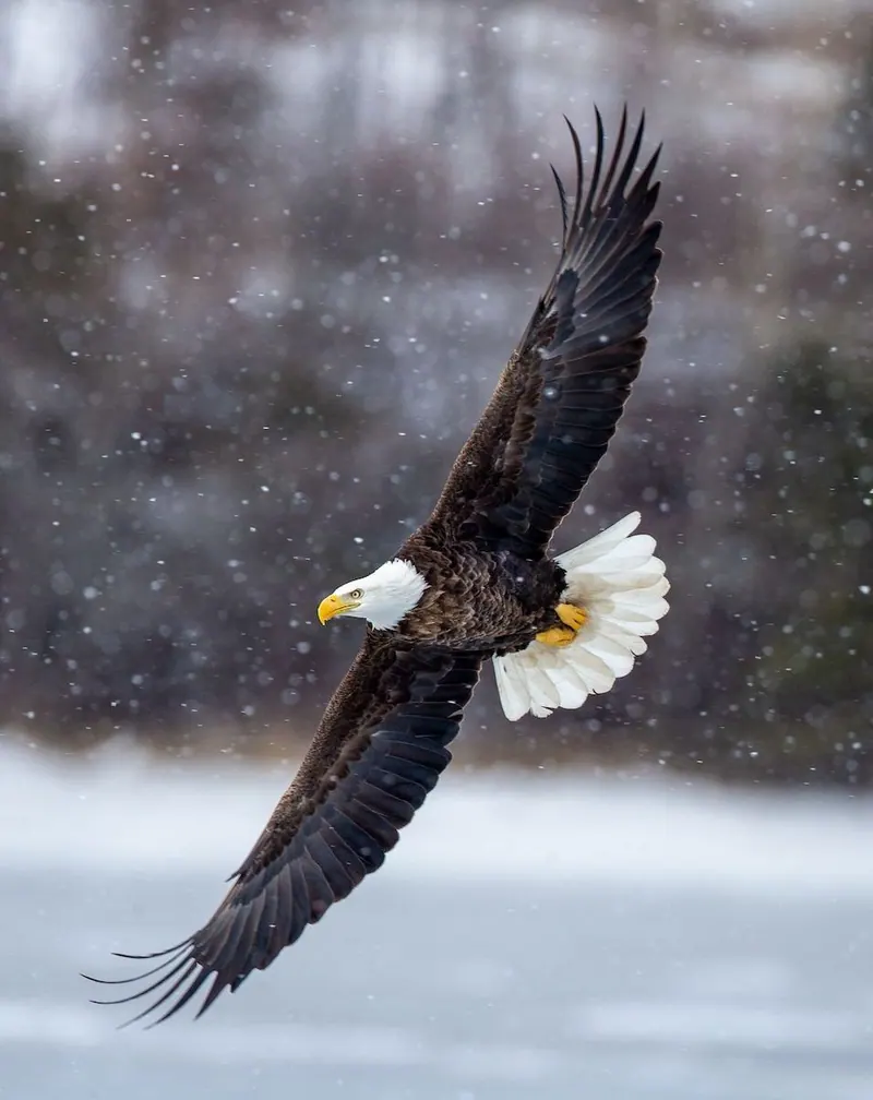 Bald eagle in flight with wings spread against a snowy background