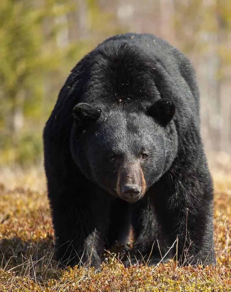 Black bear walking towards the camera through autumn grass