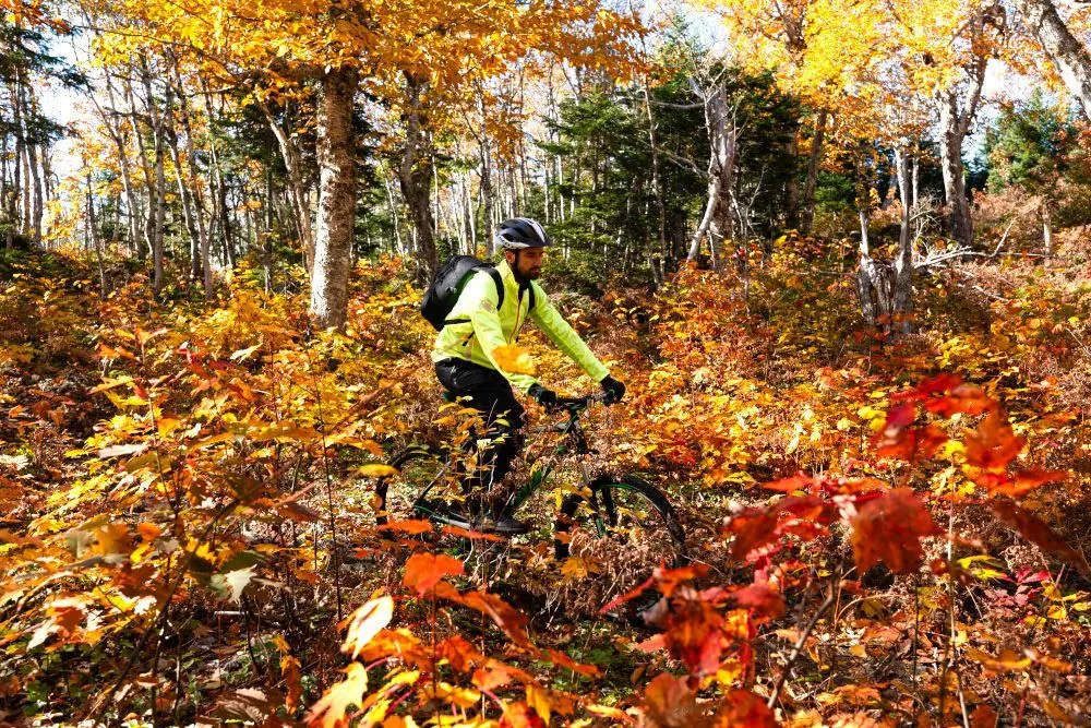 Mountain biker riding through bright autumn forest