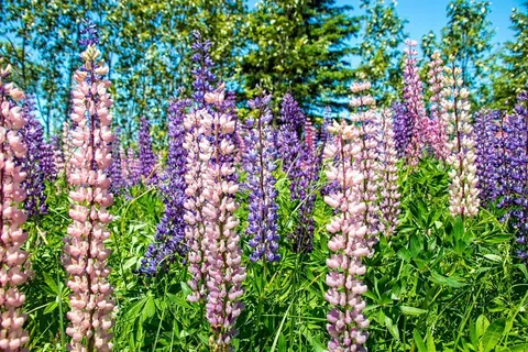 Purple and pink lupins in bloom
