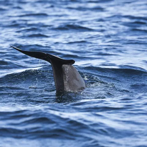 Whale tail rising from dark blue water