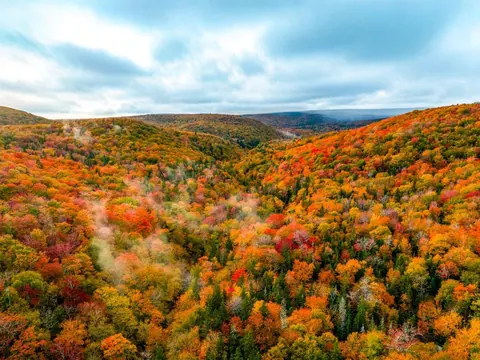 Aerial view of highland forest in red, orange and gold