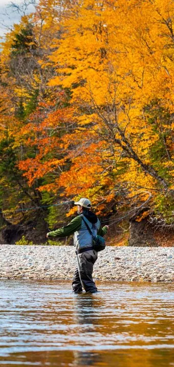 Angler fly fishing in a river below golden autumn trees