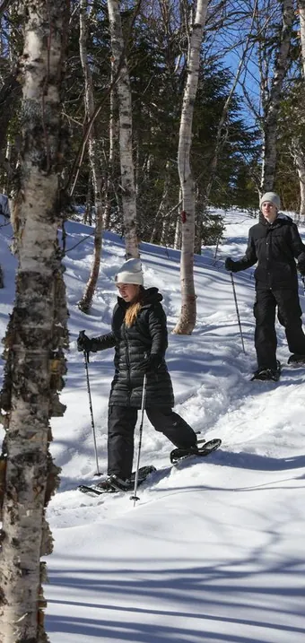 Two snowshoers walking through a snowy birch forest