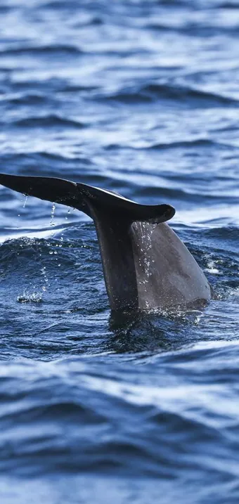 Whale tail rising out of the dark blue ocean