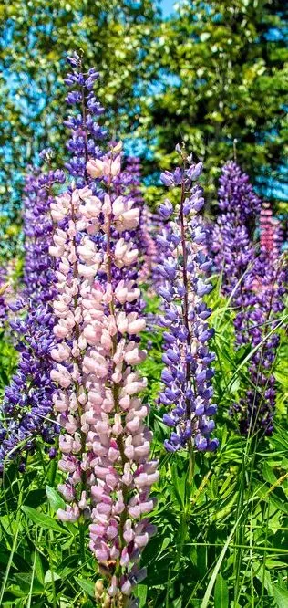 Pink and purple lupins blooming in front of spruce trees