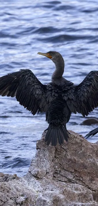 Cormorants drying their wings on rocks at the water’s edge