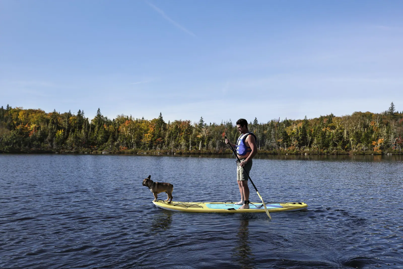 Paddle boarder with a dog on a calm lake surrounded by forest