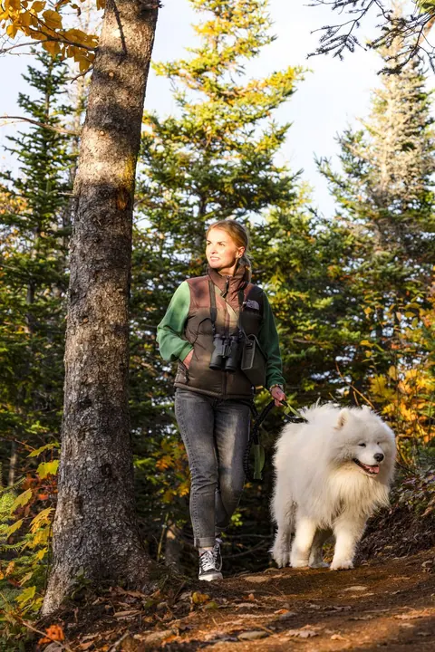 Hiker with a white Samoyed dog on a forest trail