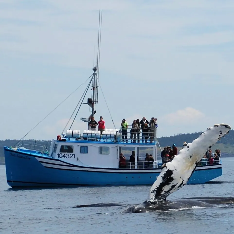 whale watching