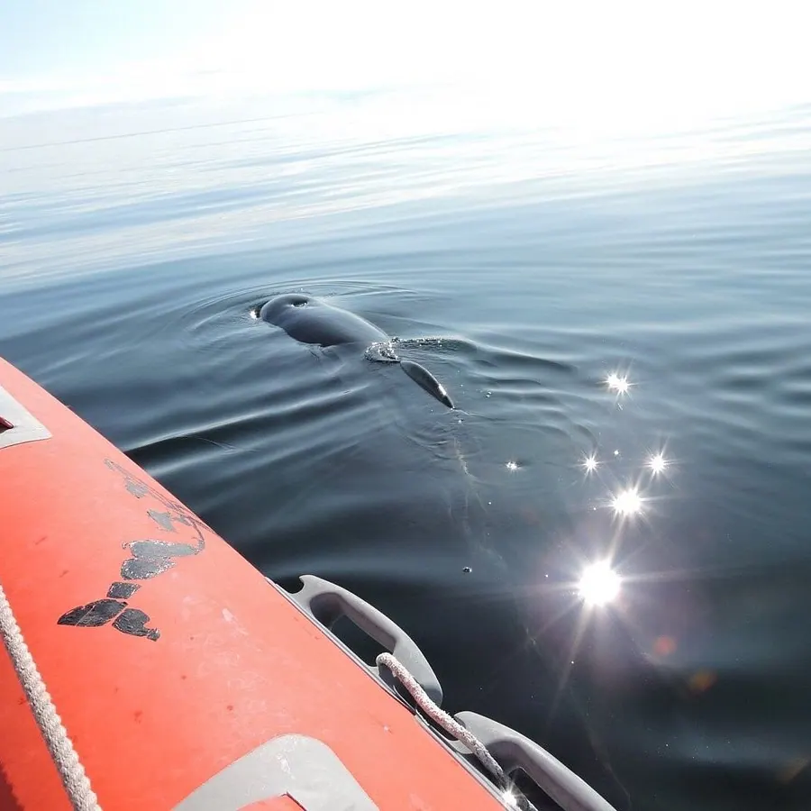 summer time whale watching
