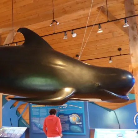 whale watching center