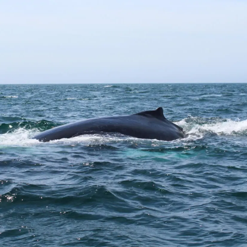whale