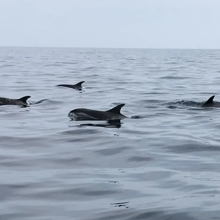 whales