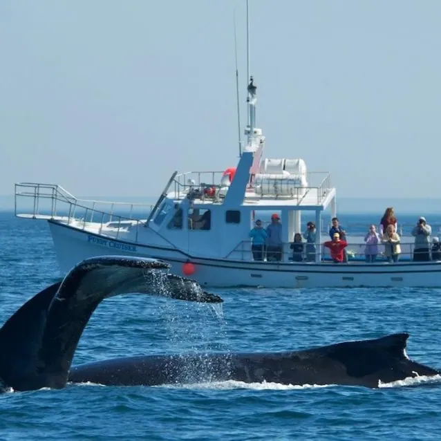 Cape Breton's Whales A Spectacular Sightseeing Experience