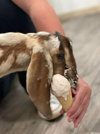 Groovy Goat Gelato, Ingonish