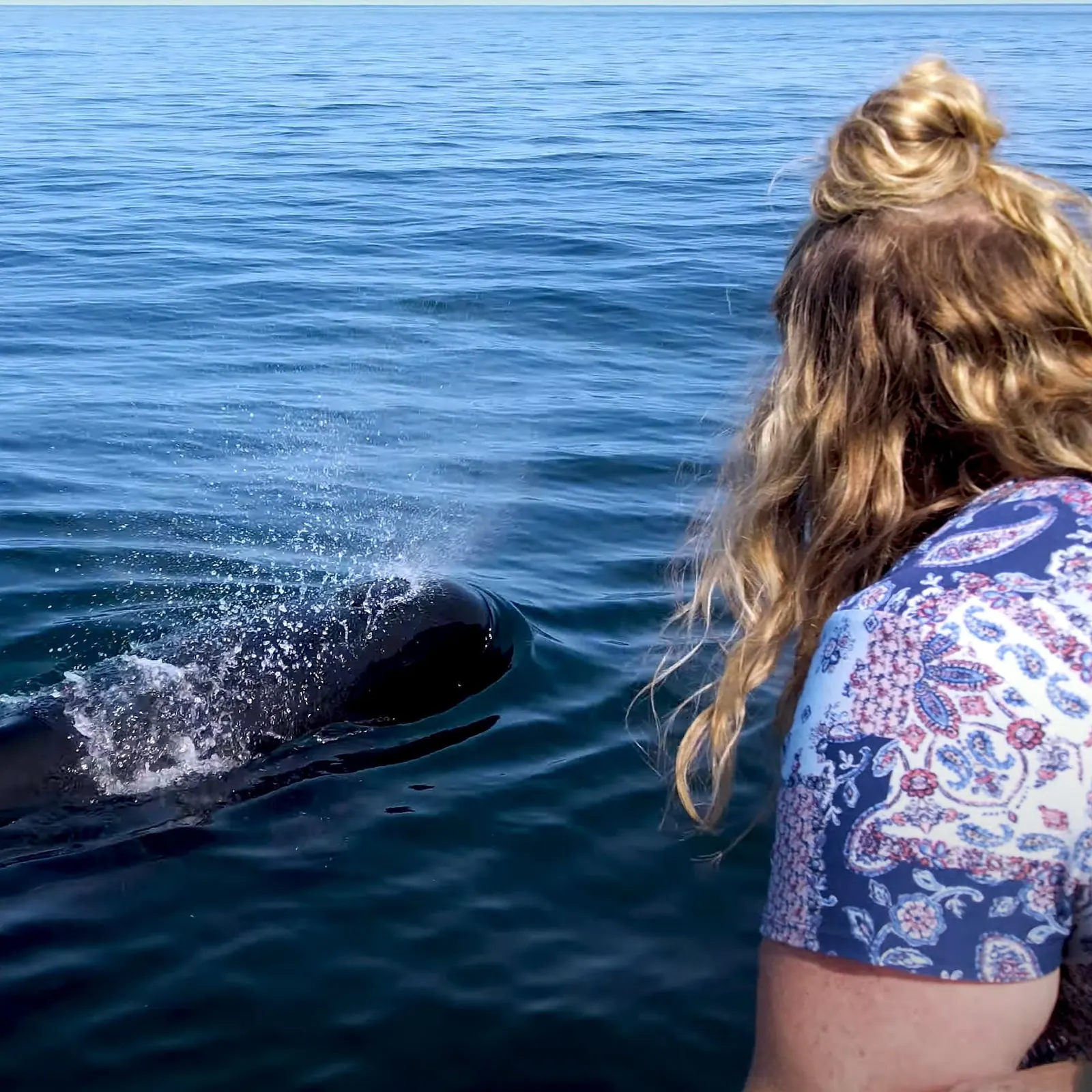 whale watching