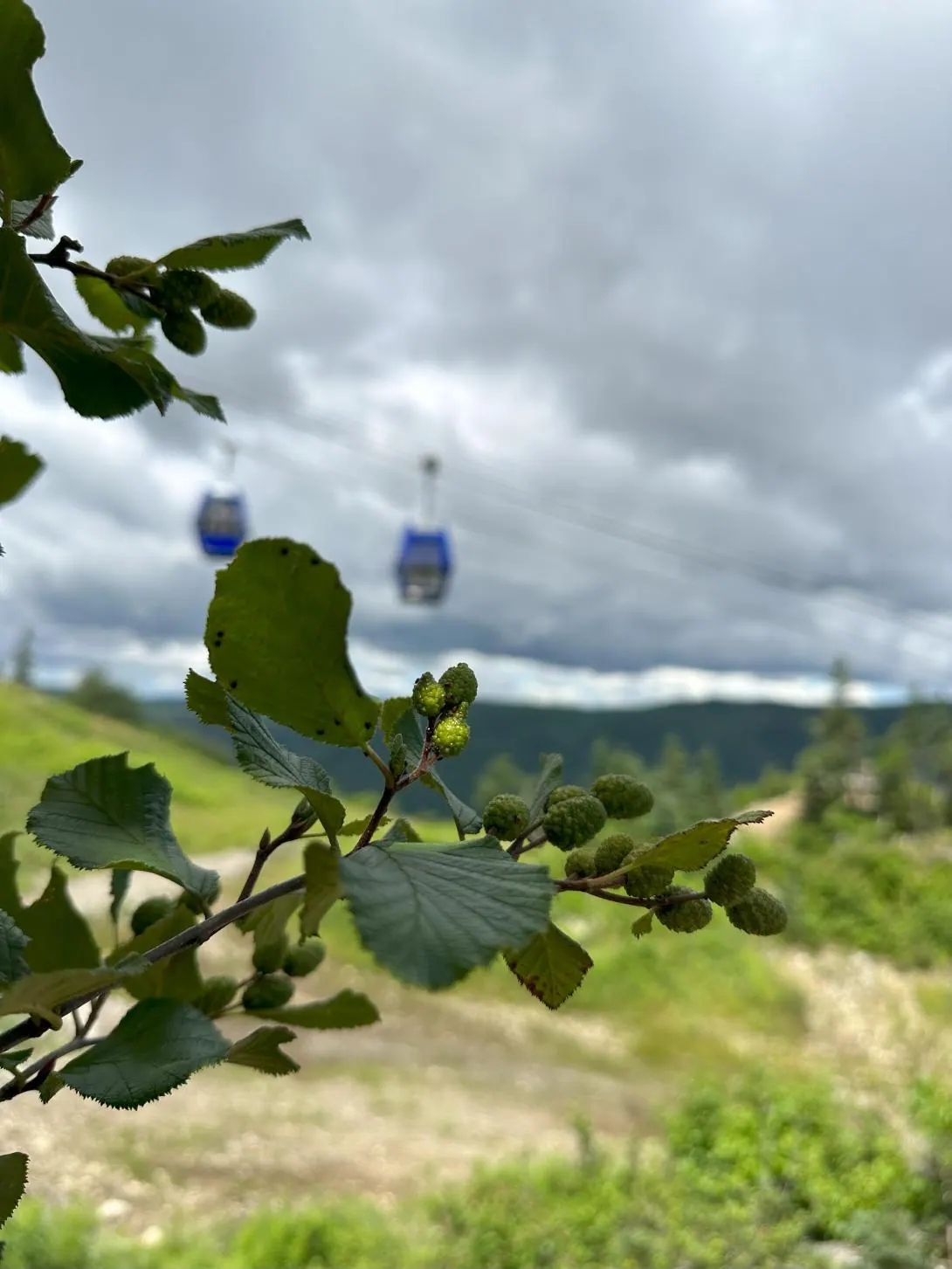 What is the weather like in Ingonish?