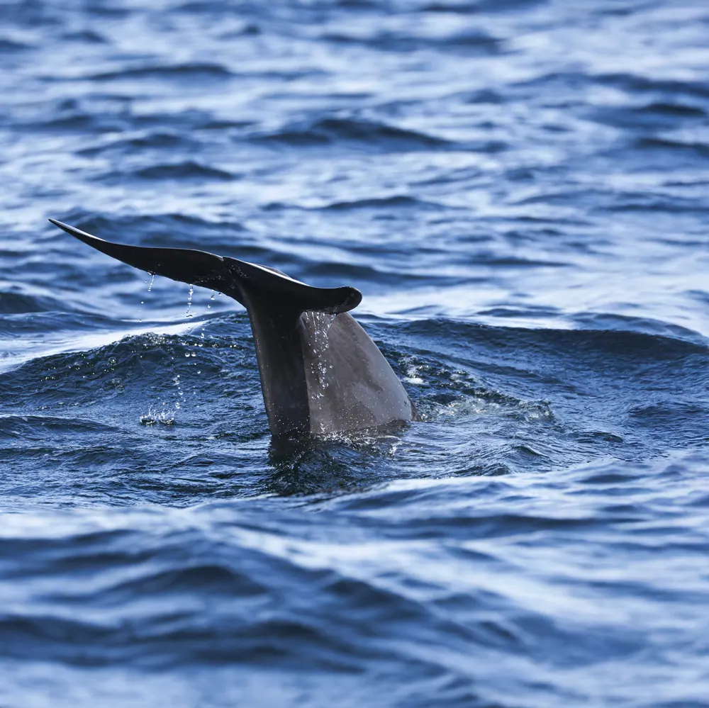 Whale tail rising out of the dark blue ocean