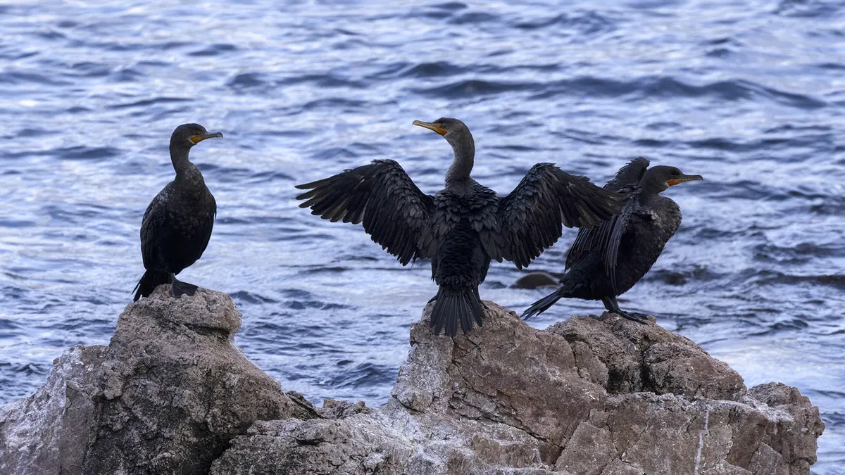 Cormorants drying their wings on rocks at the water’s edge