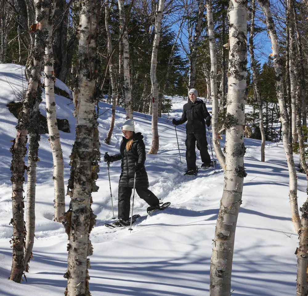 Two snowshoers walking through a snowy birch forest